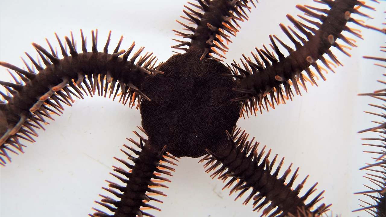 Red Brittle Star, cousin to Starfish, does not have eyes but uses cells in its body to see Red Brittle Star, cousin to Starfish, does not have eyes but uses cells in its body to see