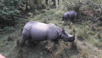 One-horned rhino calf welcomed by conservationists, Assamese in celebration of a concerted effort to save the species