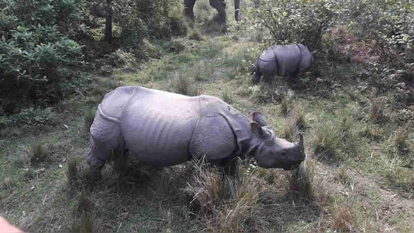 One-horned rhino calf welcomed by conservationists, Assamese in celebration of a concerted effort to save the species