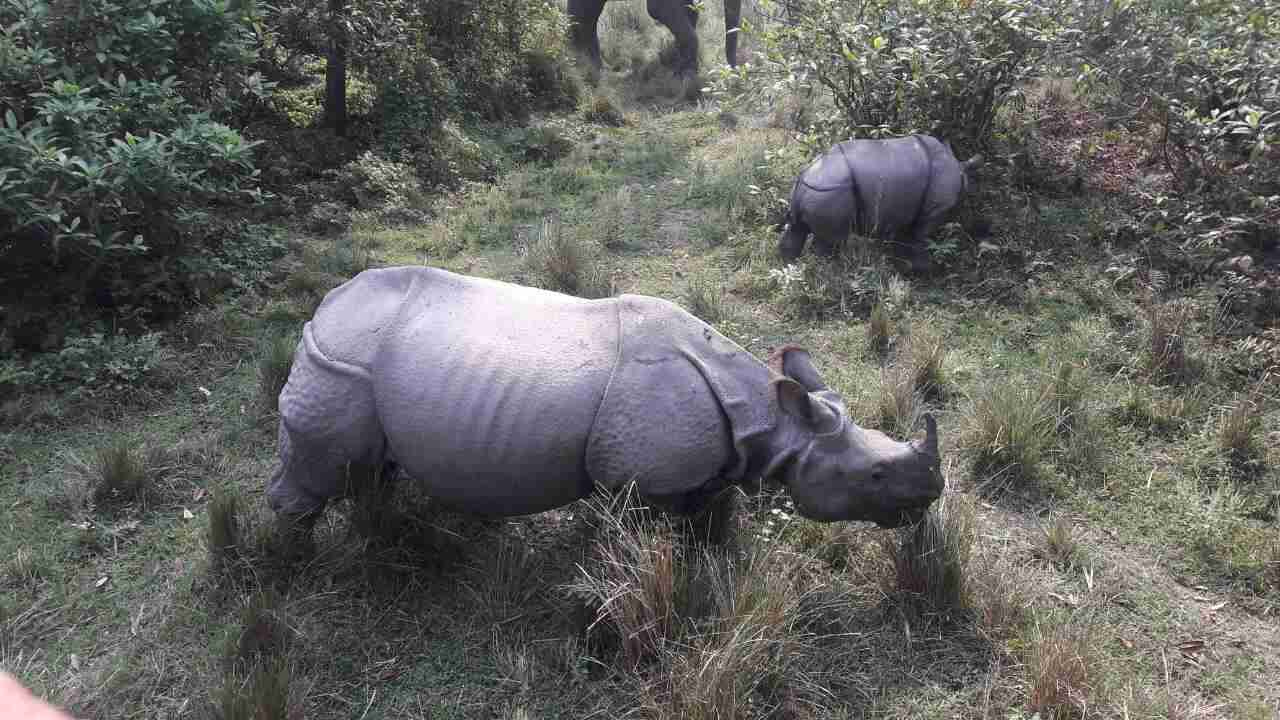 One-horned rhino calf welcomed by conservationists, Assamese in celebration of a concerted effort to save the species One-horned rhino calf welcomed by conservationists, Assamese in celebration of a concerted effort to save the species