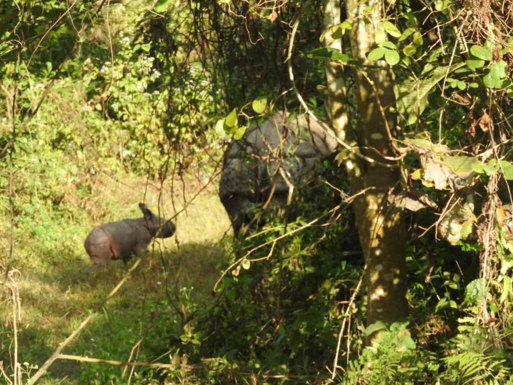 One-horned rhino calf in Assam National Park. Image: Author provided