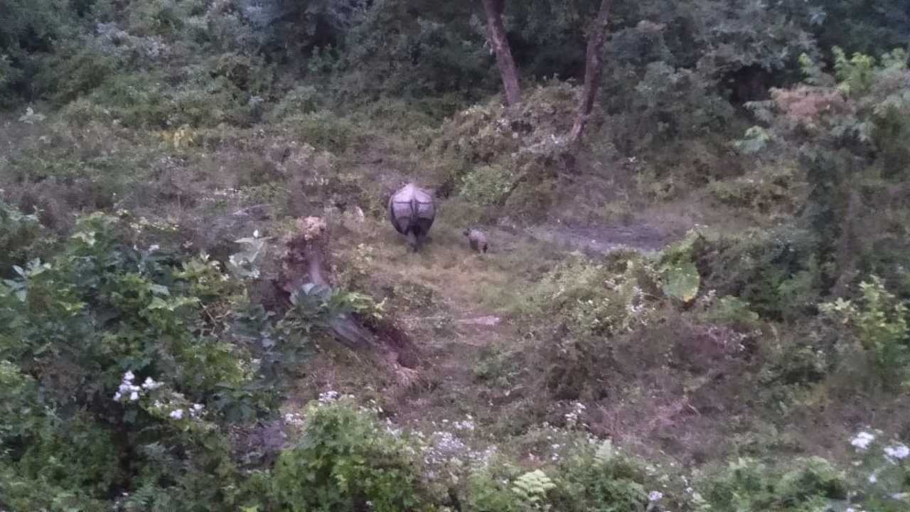 One-horned rhino calf in Assam National Park. Image: Author provided