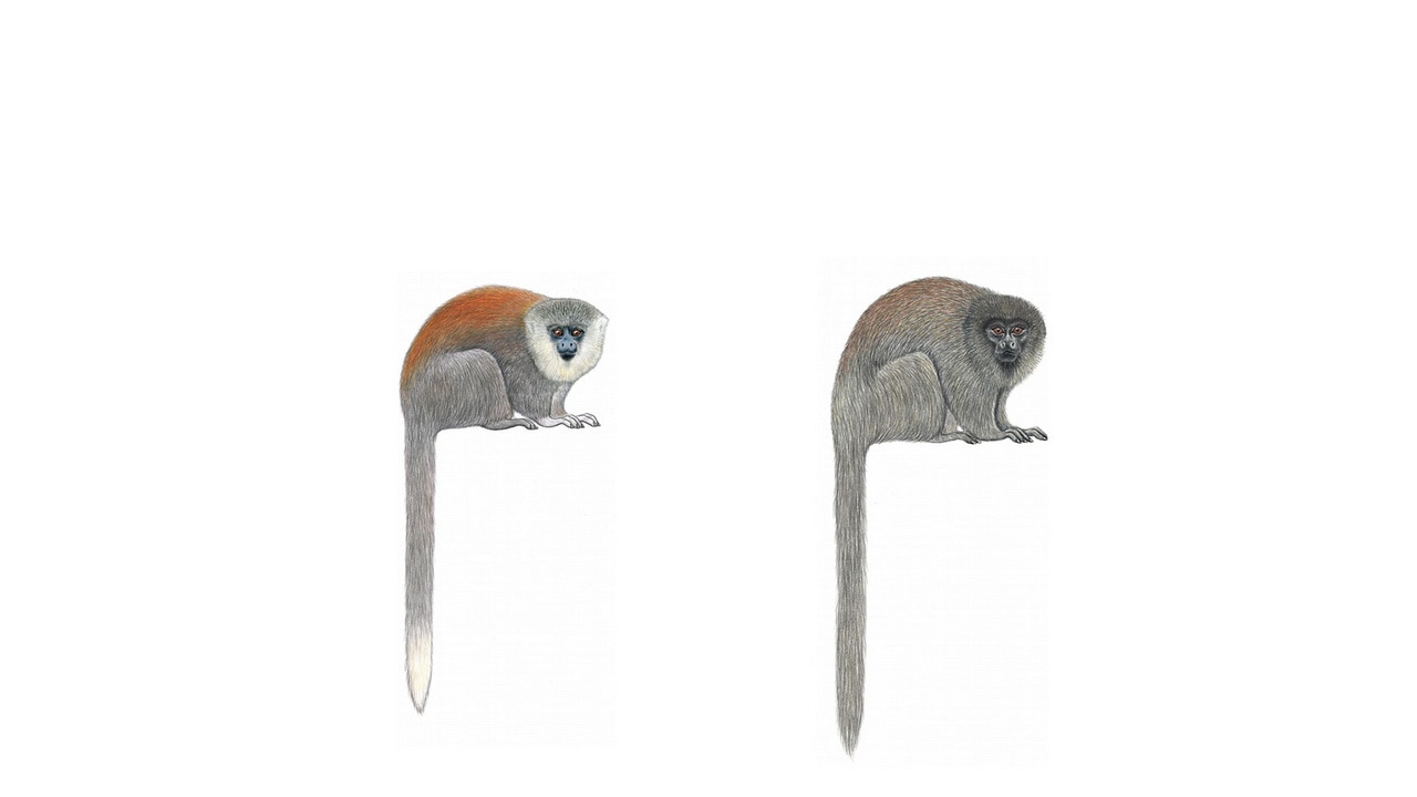 Plecturocebus parecis (left) and the closely related Plecturocebus cinerascens (right). Illustration courtesy of Stephen D. Nash.