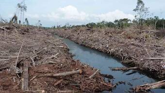 Palm oil: research shows that new plantations produce double the emissions of mature ones