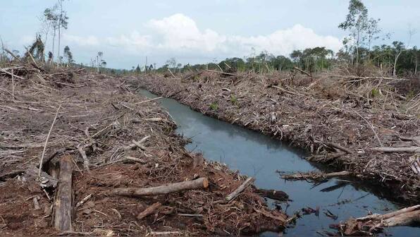 Palm oil: research shows that new plantations produce double the emissions of mature ones