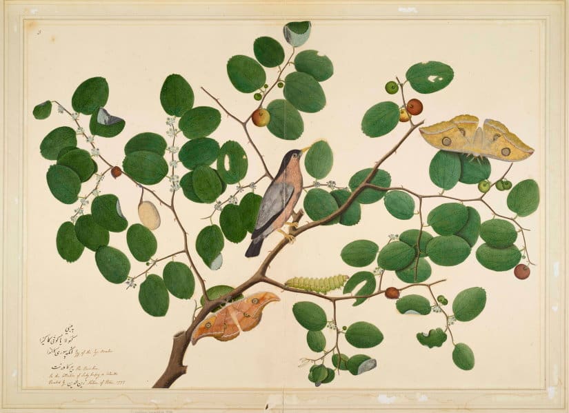 Shaikh Zain al-Din_Brahminy Starling__© Minneapolis Institute of Art CROPPED