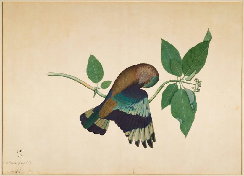 Shaikh Zain al-Din_Indian Roller on Sandalwood Branch__© Minneapolis Institute of Art
