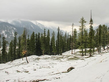 A barren patch of forest in south Kashmir with newly grown trees in the background. Image procured by Mudasir Ahmad