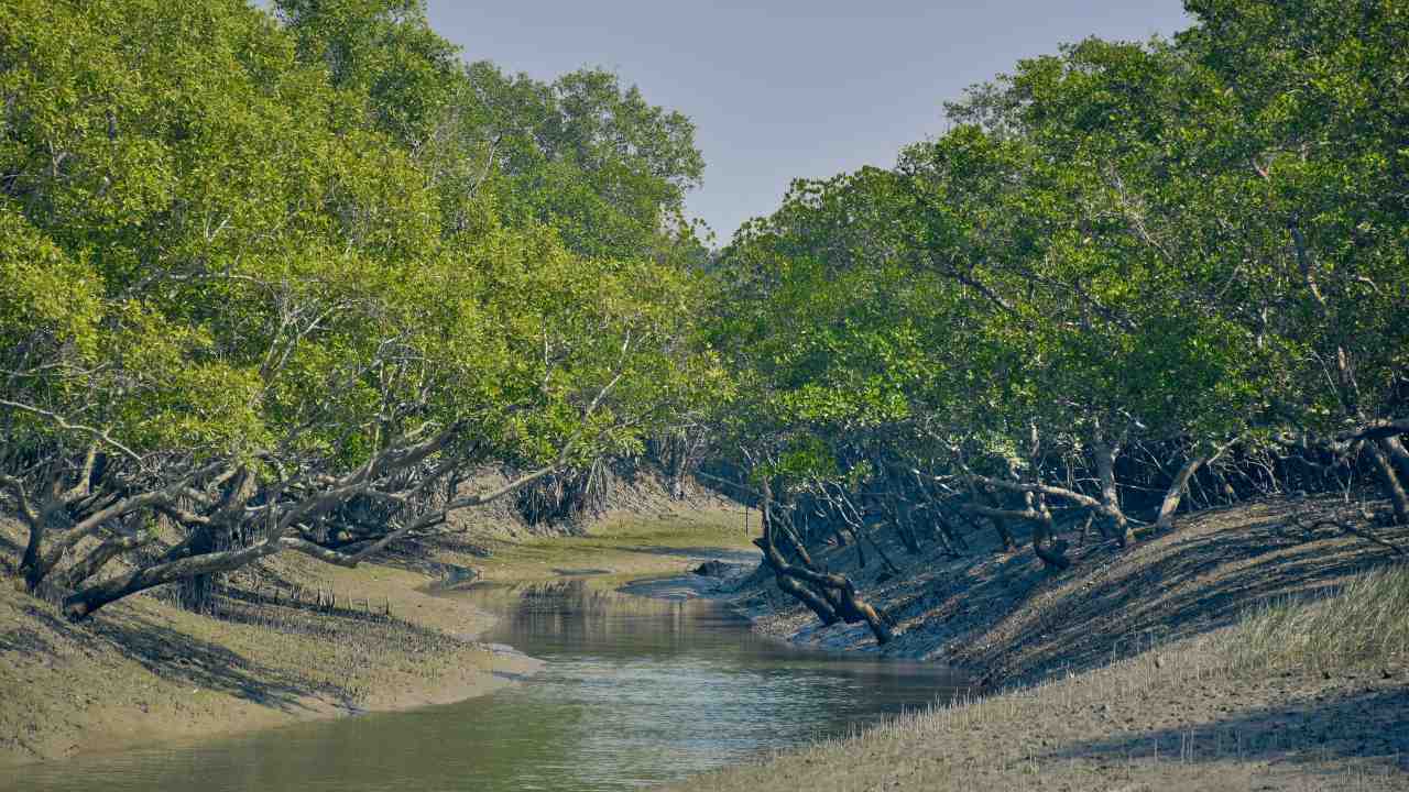 What Is Mangrove Forest Class 9