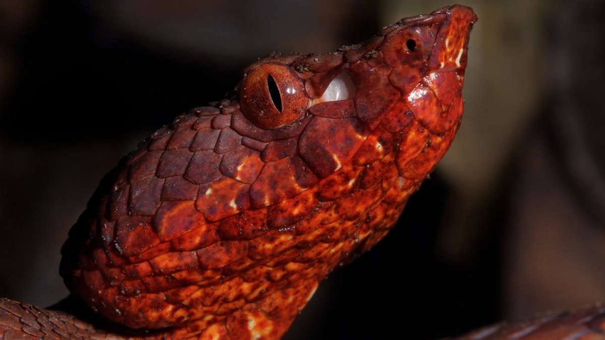 Wildlife discovered in 2019: From leaf like lizards, venomous vipers to human sized leaves