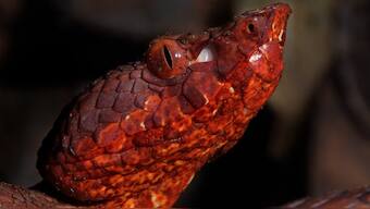 Wildlife discovered in 2019: From leaf like lizards, venomous vipers to human sized leaves