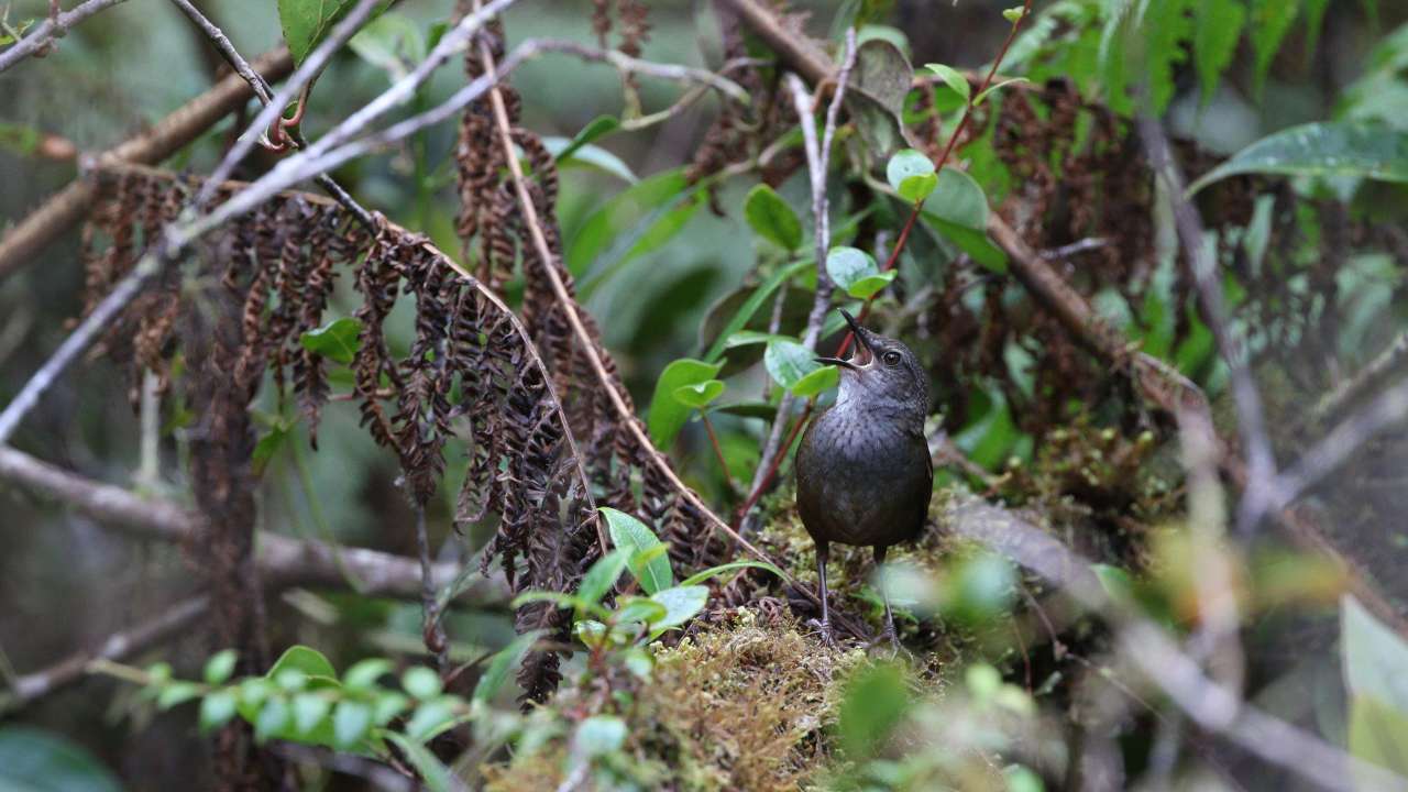 5 new bird species, 5 subspecies discovered on three islands in the Indonesian archipelago 5 new bird species, 5 subspecies discovered on three islands in the Indonesian archipelago