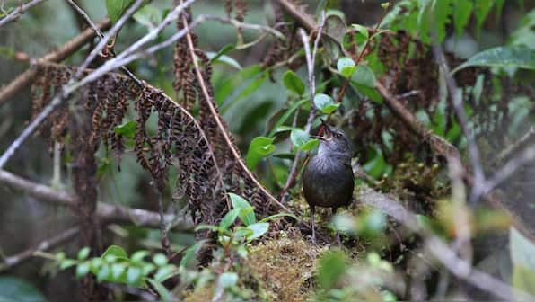 5 new bird species, 5 subspecies discovered on three islands in the Indonesian archipelago