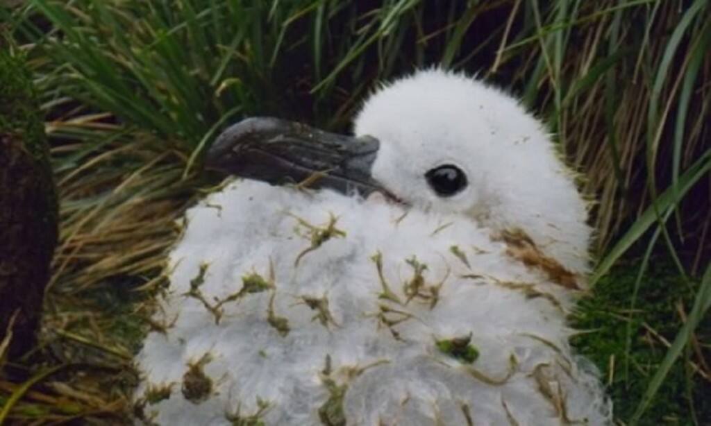 A baby albatross was seen fighting for its life while its parent just stood by and ignored them | BBC America