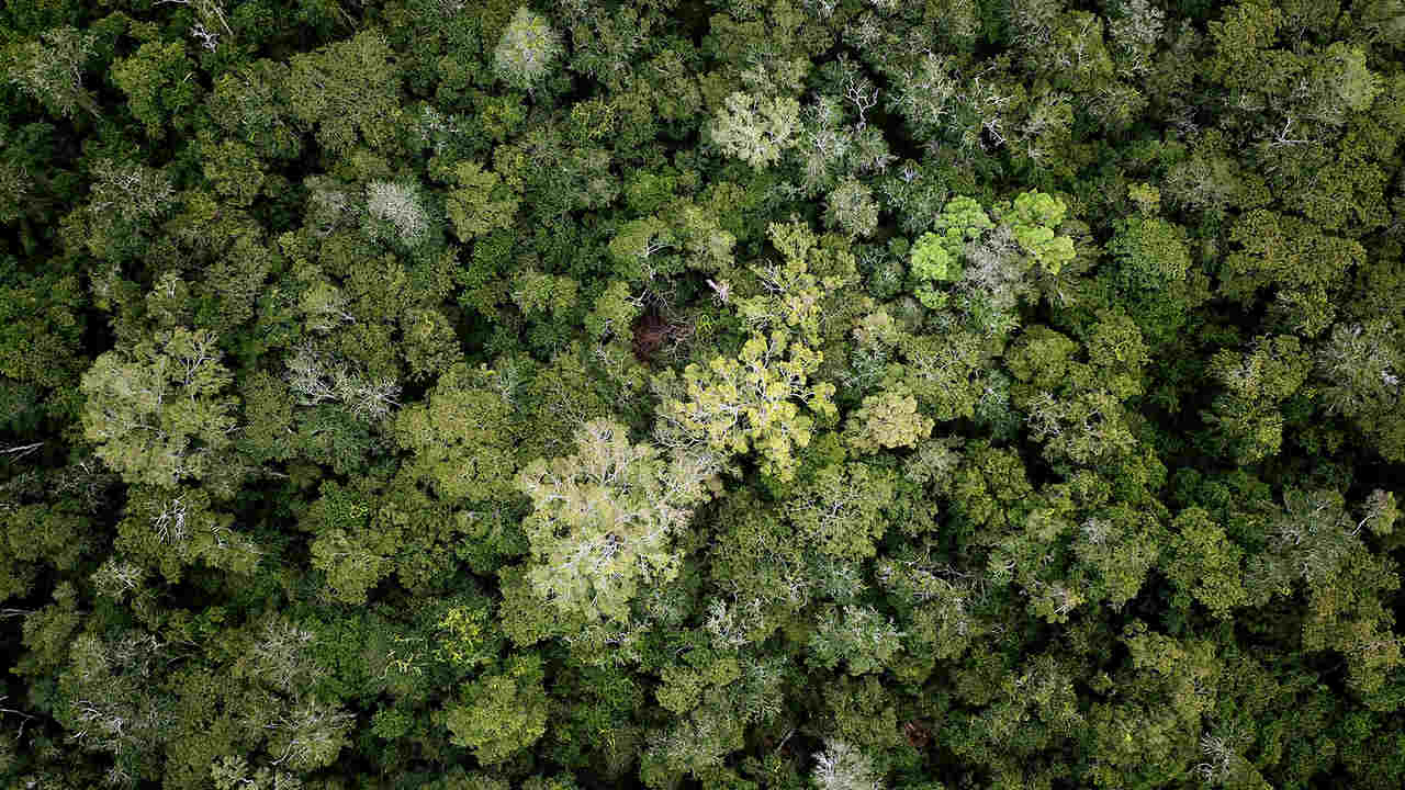 Forest in the Bolivian Amazon. Photo by Rhett A. Butler for Mongabay.