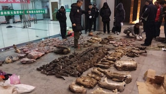 Severely investigate, punish violators, says Chinese authorities on wildlife trade ban