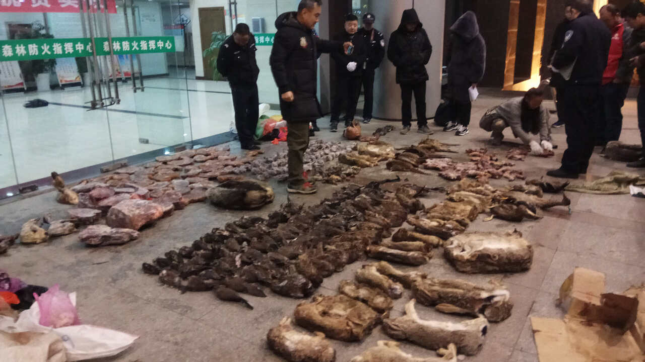 Severely investigate, punish violators, says Chinese authorities on wildlife trade ban Severely investigate, punish violators, says Chinese authorities on wildlife trade ban