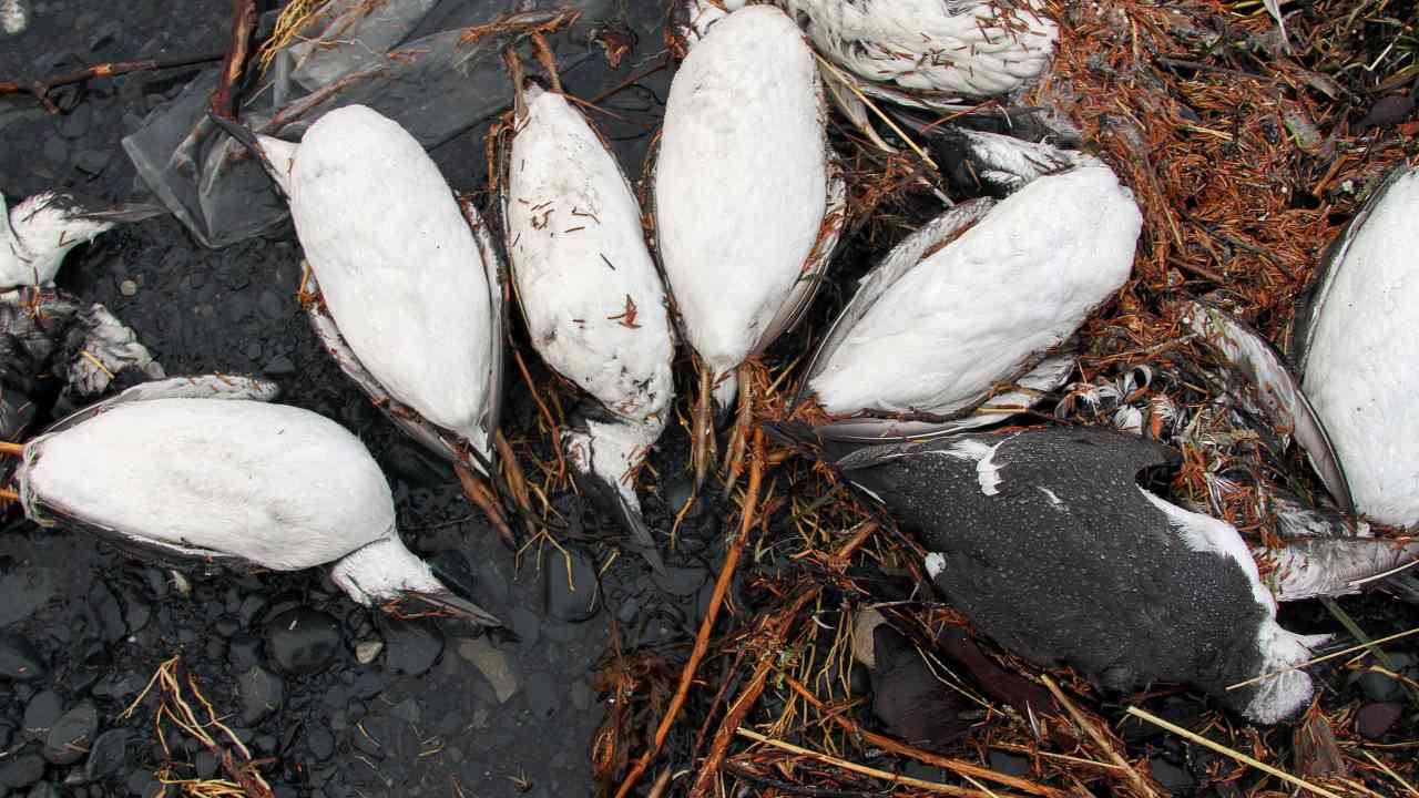 dead common murres lie on a rocky beach in Whittier, Alaska. Image credit: AP
