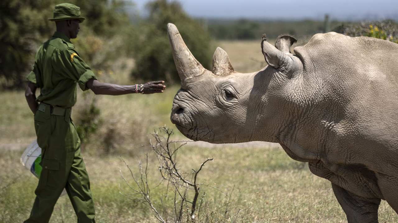 A ranger reaches out towards female northern white rhino Najin, 30, one of the last two northern white rhinos on the planet. Image credit: AP