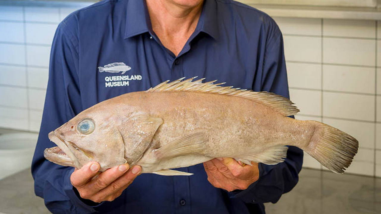 Queensland Museum ichthyologist Jeff Johnson with a specimen of Epinephelus fuscomarginatus. Image courtesy of Jeff Johnson.