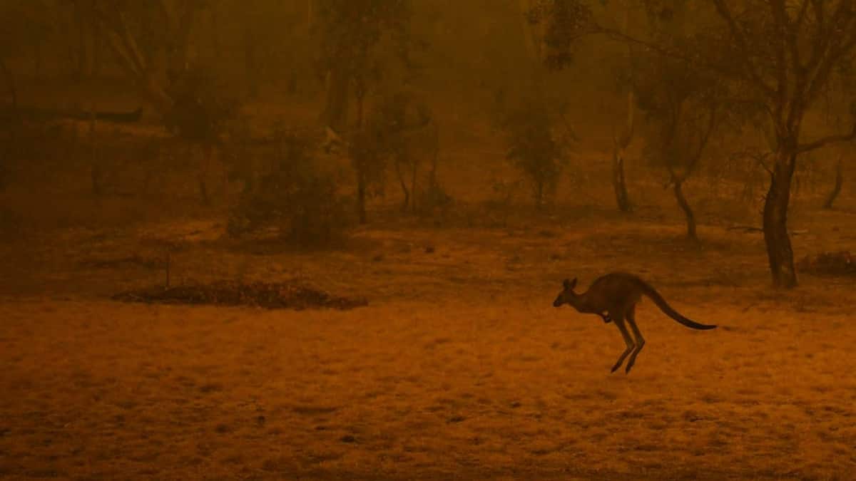 Australia wildfires Mass extinction events that reshaped the Earth
