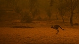 Australia Fires: State of emergency lifted in national capital as wildfire threat subsides