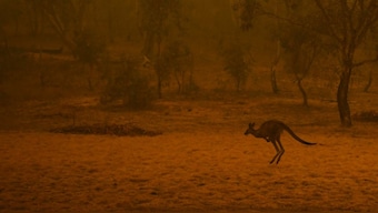 Australia Fires: State of emergency lifted in national capital as wildfire threat subsides