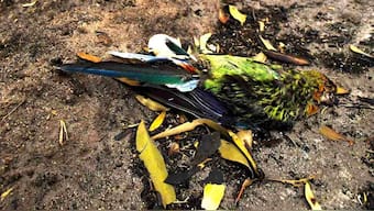 A season in hell: Australia's bushfires push threatened species closer to extinction