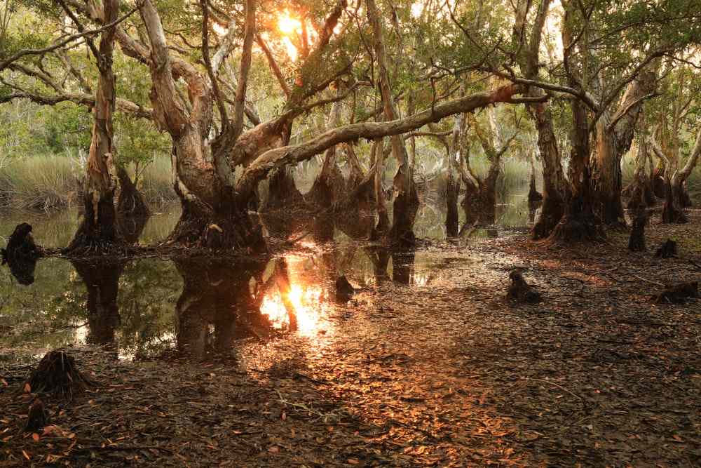 Tropical peat swamps like this are being cleared at record rates. Image credit: Jamikorn Sooktaramorn/ Shutterstock