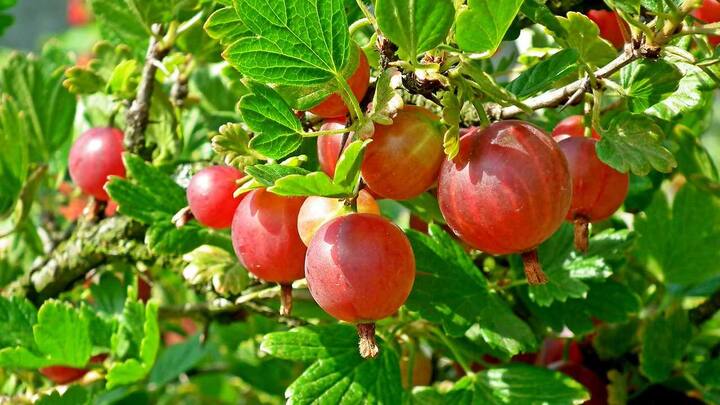 Gardening trends 2020: Horticulturists suggest unconventional and sustainable trends