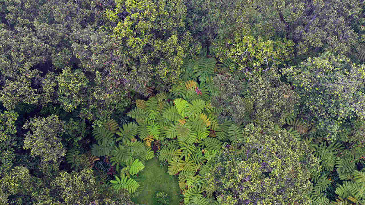 Forest canopy in Volcano on the big island of Hawaii in 2019. Photo by Rhett A. Butler