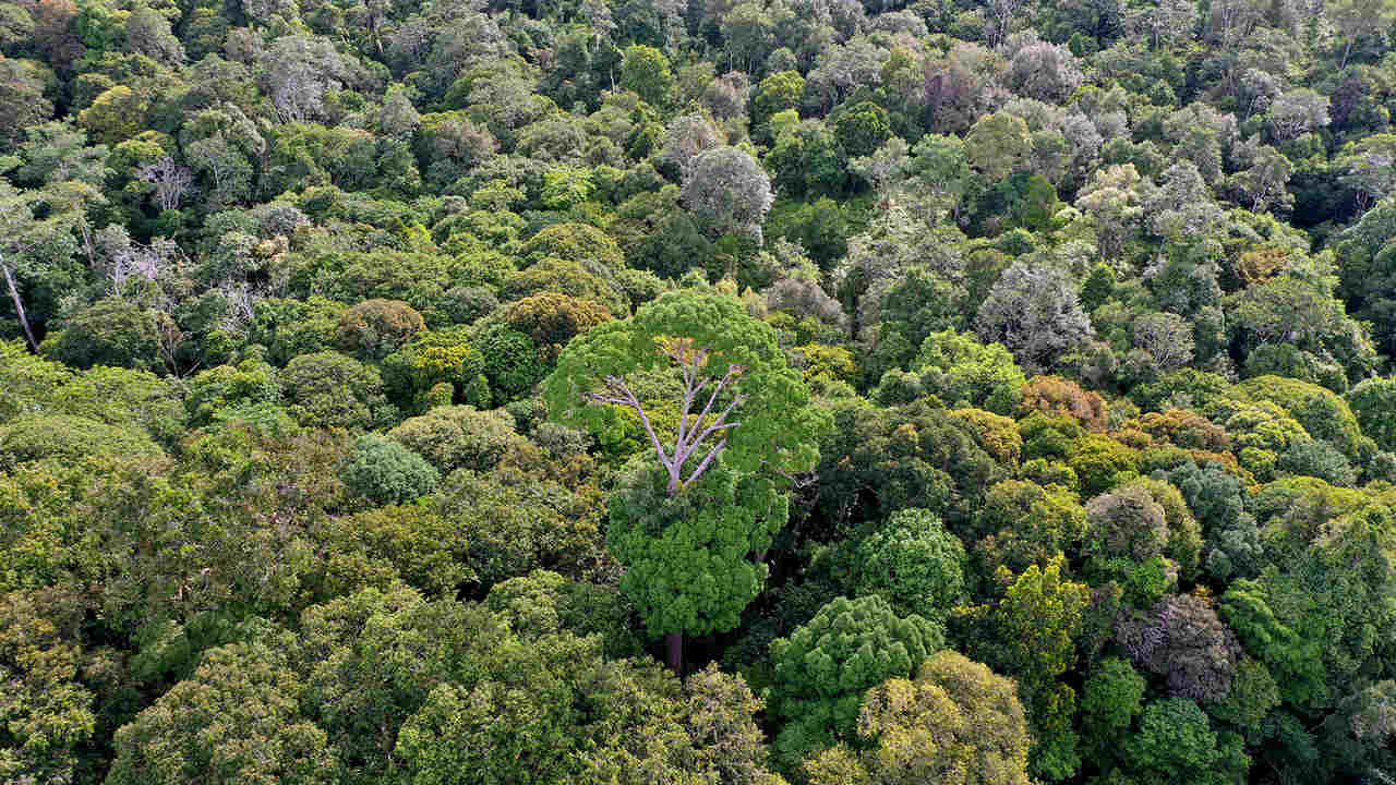 Intact rainforest in Indonesian Borneo. Photo by Rhett A. Butler.