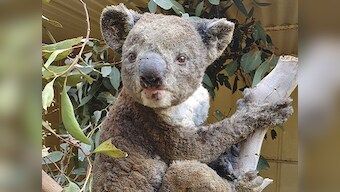 Australia may list Koalas as endangered after population takes ‘extraordinary hit’ in unprecedented bushfires, 30% of habitat destroyed