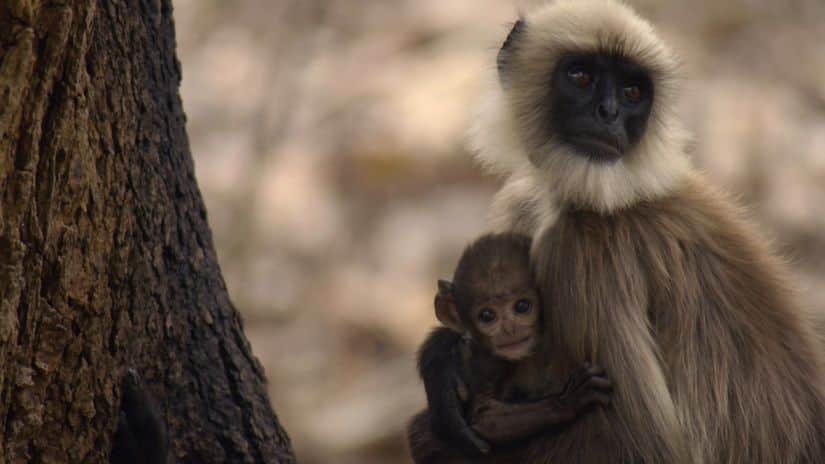 A still from Wild Karnataka