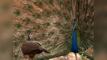 Wild Karnataka: Charming Disney-style storytelling with stunning jungle visuals mark this rare documentary to reach theatres