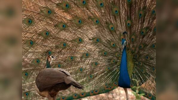 Wild Karnataka: Charming Disney-style storytelling with stunning jungle visuals mark this rare documentary to reach theatres