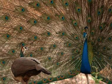 Wild Karnataka: Charming Disney-style storytelling with stunning jungle visuals mark this rare documentary to reach theatres