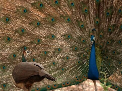 Wild Karnataka: Charming Disney-style storytelling with stunning jungle visuals mark this rare documentary to reach theatres Wild Karnataka: Charming Disney-style storytelling with stunning jungle visuals mark this rare documentary to reach theatres