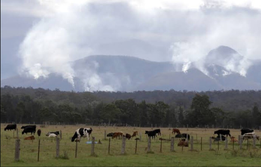 cattle graze in a field as smoke rises from burning fires on mountains. Image credit: AP
