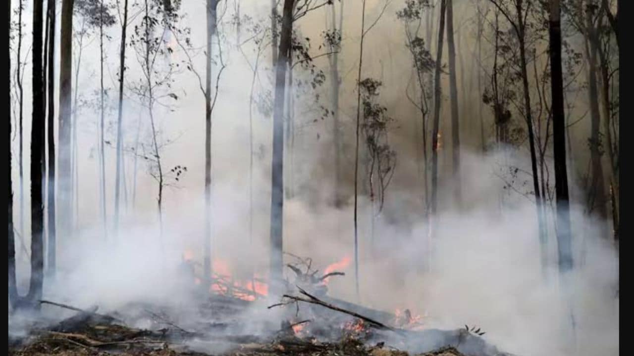 flames from a controlled fire burn around trees as firefighters work at building a containment line at a wildfire near Bodalla, Australia. Image credit: AP