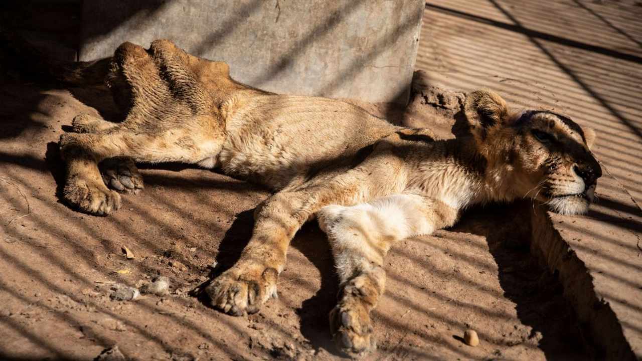 The lions are starving in rusted cages — their ribs protruding, eyes glassy and skin flaccid, desperate for food and water. Image credit: AP