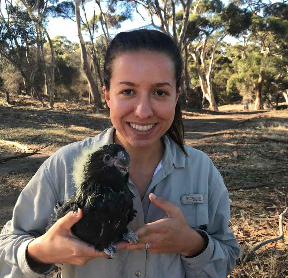  Daniella Teixeira, who is working on a doctoral degree about the birds at The University of Queensland, holds the shiny black-cockatoo in Kangaroo Island, Australia. Image credit: AP