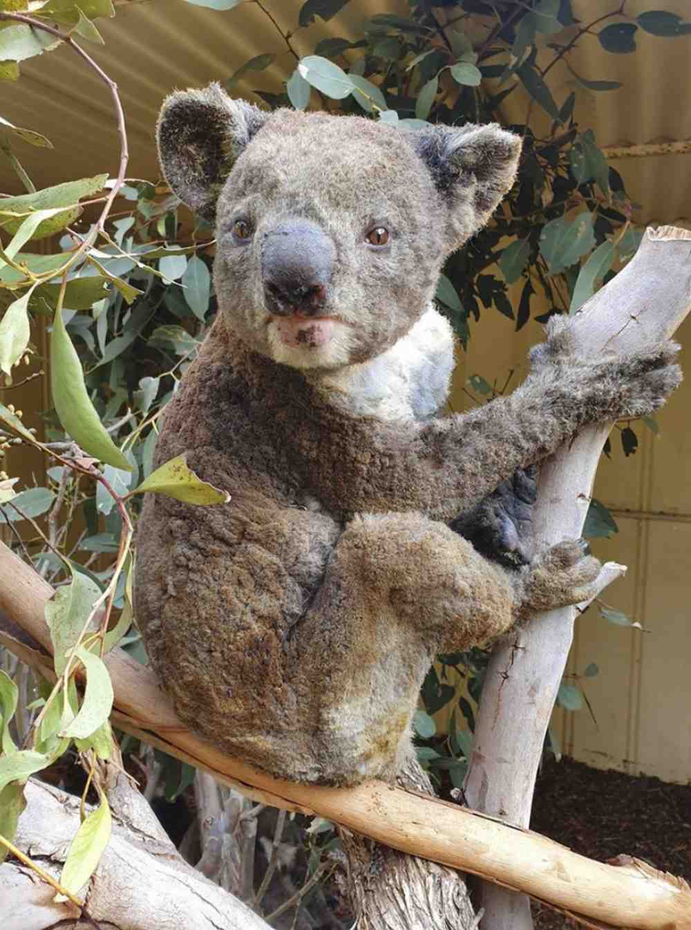 Here a rescued koala injured in a bushfire is rescued at the Kangaroo Island, Kangaroo Island Wildlife Park. Image credit: AP