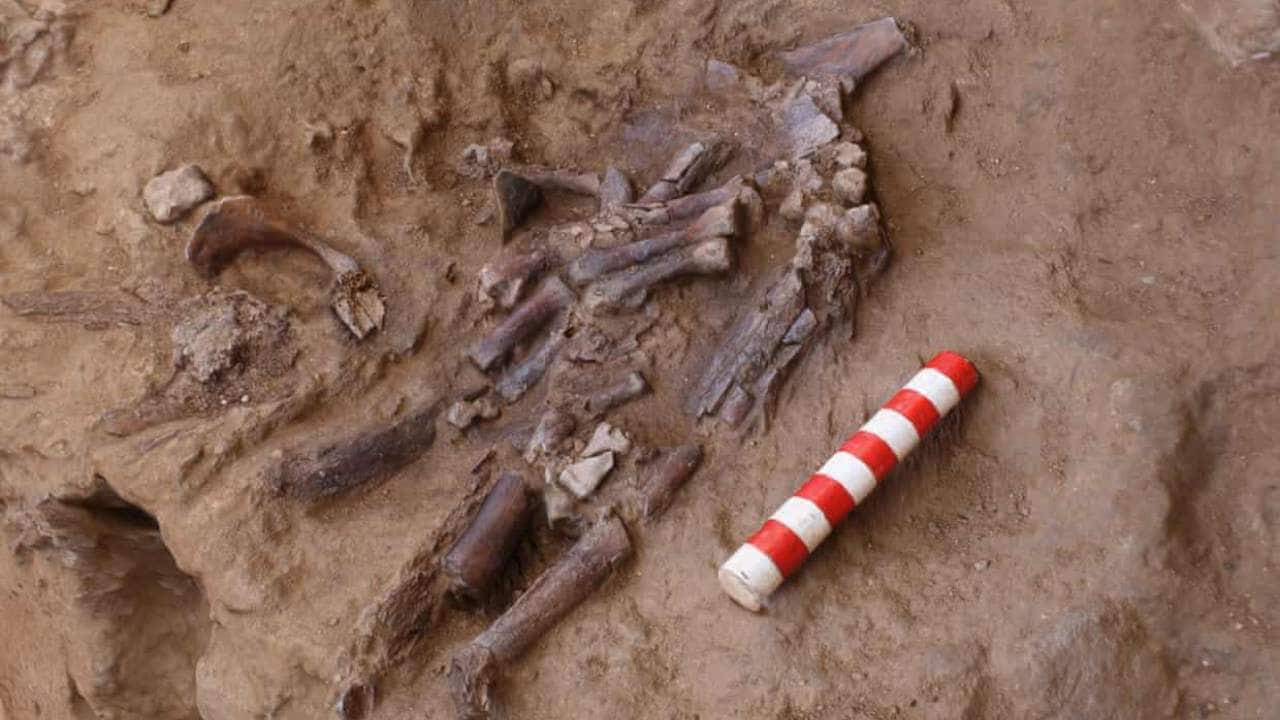 Shanidar Z’s bones are believed to be the top half of a partial skeleton unearthed in 1960. Photograph: Graeme Barker/University of Cambridge/