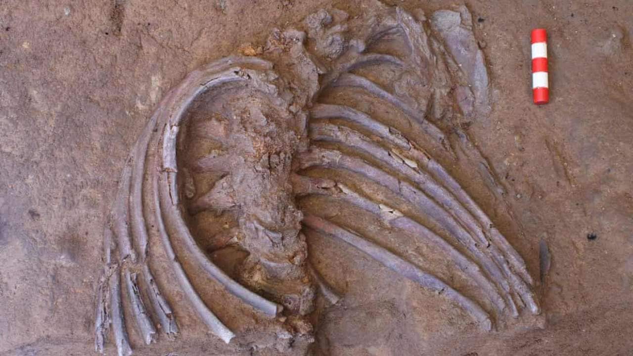 The remains, consisting of a crushed but complete skull, upper thorax and both hands, were recently unearthed at the Shanidar Cave site 500 miles north of Baghdad. Photograph: Graeme Barker/University of Cambridge