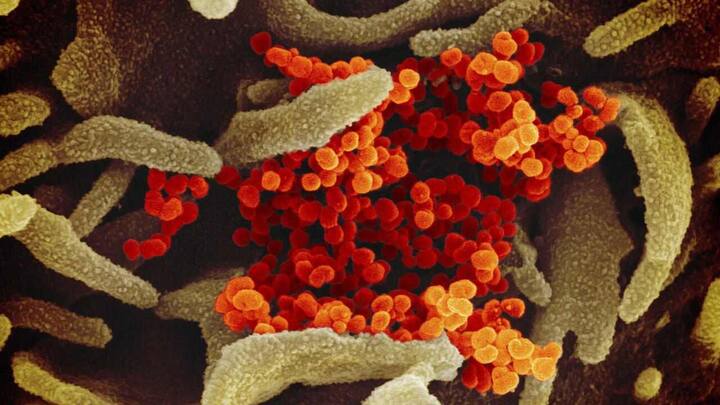 Coronavirus not man-made but a product of natural evolution, suggests a new study