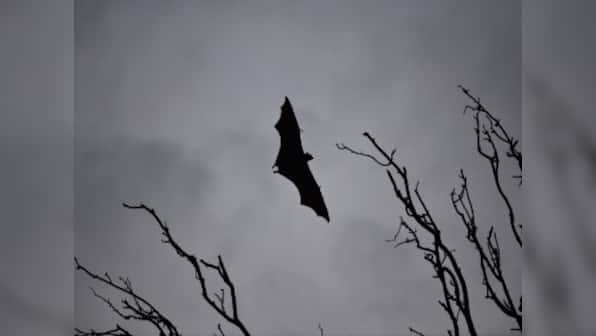 Reports of wild meat sold in China markets take Twitter by storm. Here's why this is concerning