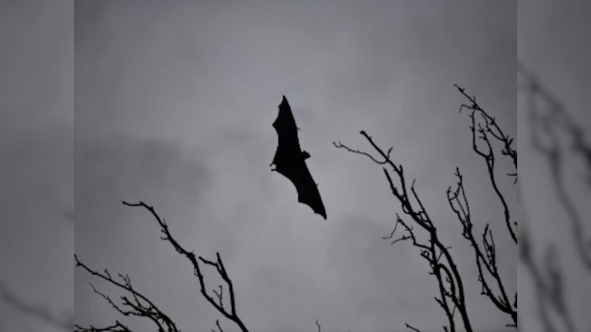 Bat coronaviruses discovered in Myanmar study don't appear to harm humans