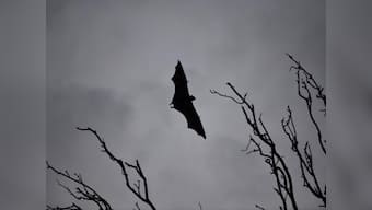 Nipah virus vaccine: Phase 1 of human trials prove to be successful
