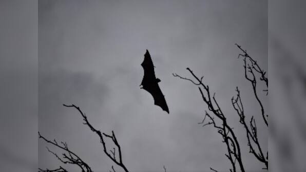 Nipah virus vaccine: Phase 1 of human trials prove to be successful